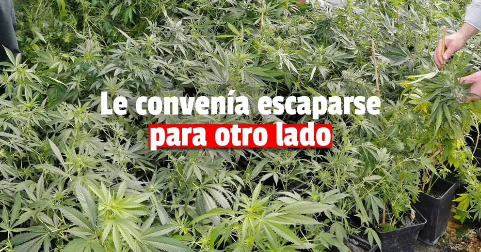 Persecución, forcejeo con la policía y más de 100 plantas de marihuana en Santa Lucía