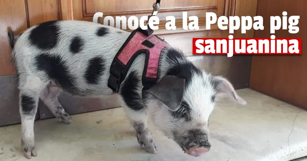 La nueva tendencia en mascotas llegó a San Juan, ¿cómo son los mini pig?