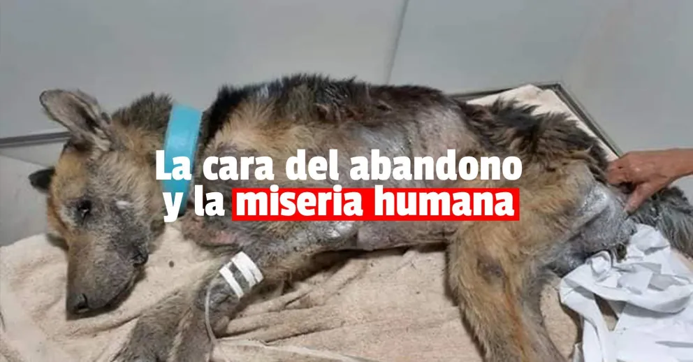 Encontraron un perro en total estado de abandono y ahora lucha por vivir