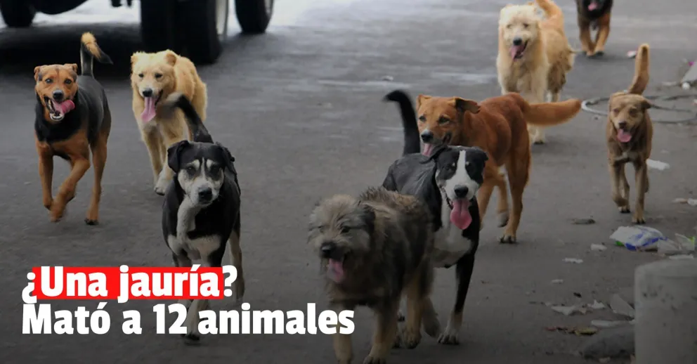 Aparecieron varios animales muertos y creen que una jauría los asesinó
