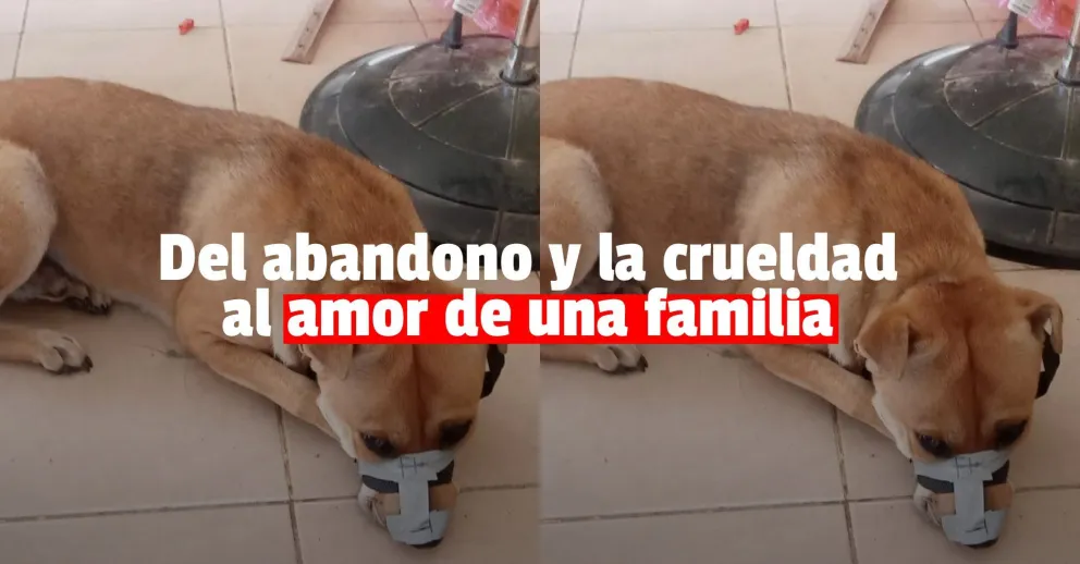 Abandonaron a un perro pero antes le ataron el hocico y lo golpearon