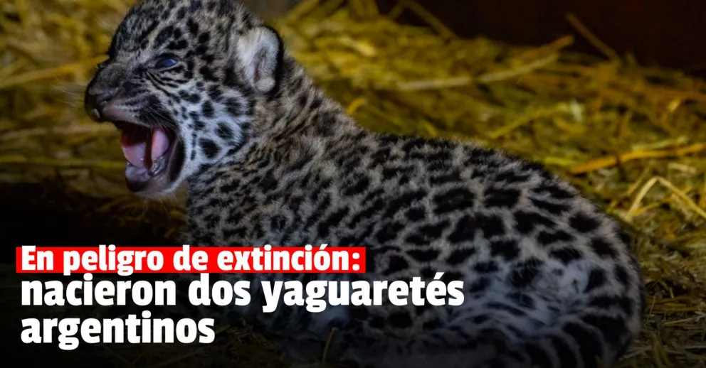 Nacieron dos yaguaretes en el Impenetrable Chaqueño