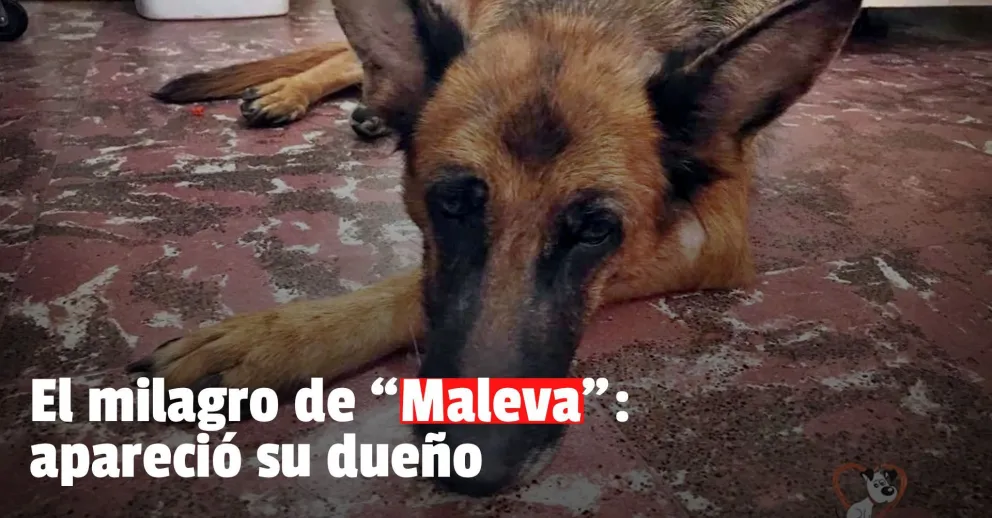 Encontraron al dueño de la perrita que se estaba dejando morir por tristeza