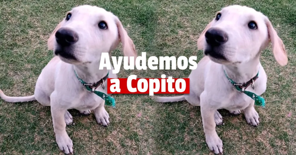 Una cruzada solidaria para llevarle alimento a “Copito”