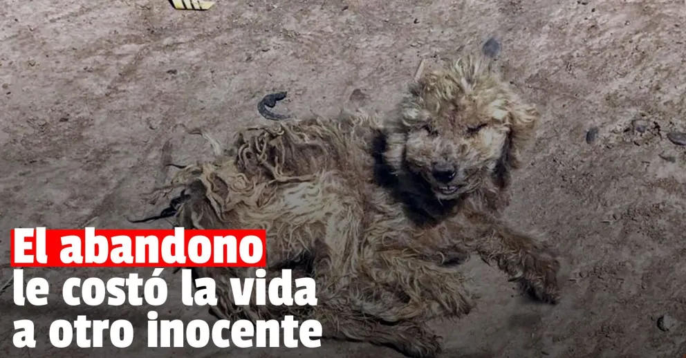 Una perrita fue encontrada en total estado de abandono y no resistió