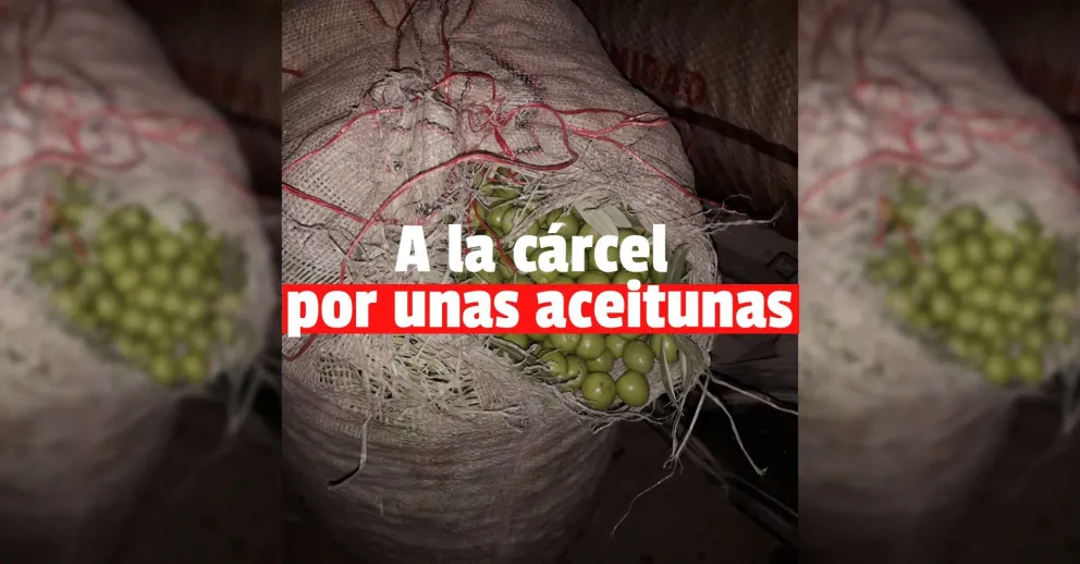Detuvieron a dos hombres por robarse 700 kilos de aceitunas de una finca