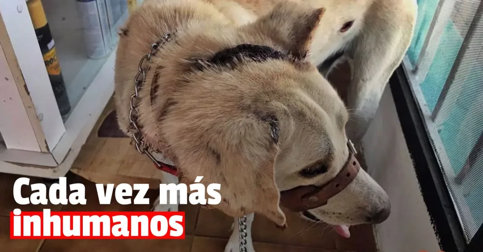 Quisieron degollar un perro y le dieron varios puntazos en el cuerpo