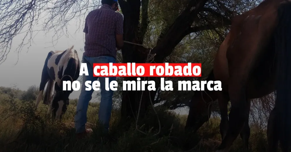 Odisea en Sarmiento: rescataron dos caballos robados