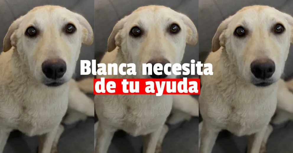 Rescataron una perra atropellada pero necesitan ayuda para su tratamiento