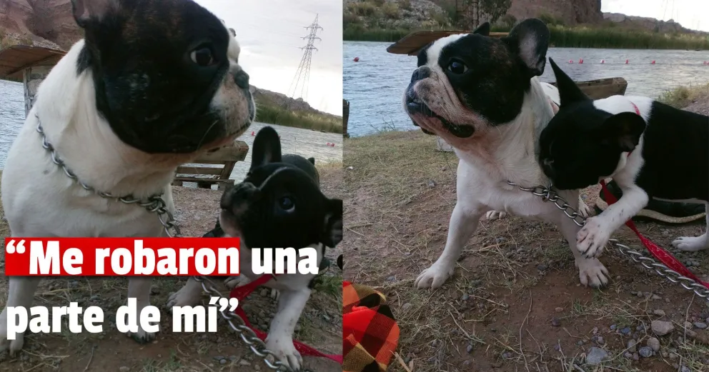 Se robaron dos cachorros Bulldog francés y necesitan ayuda para encontrarlos