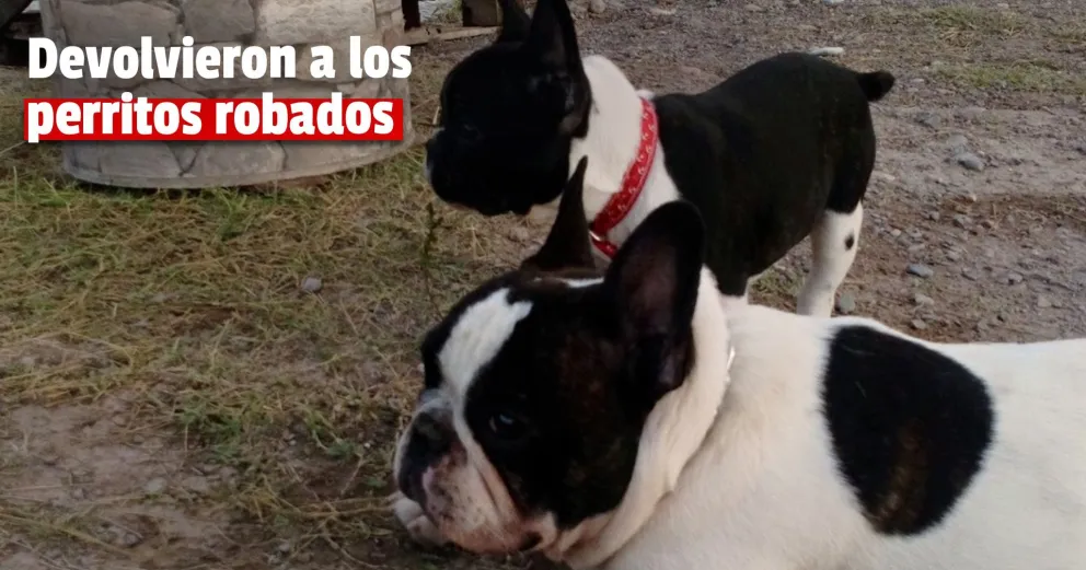 Aparecieron los bulldogs robados