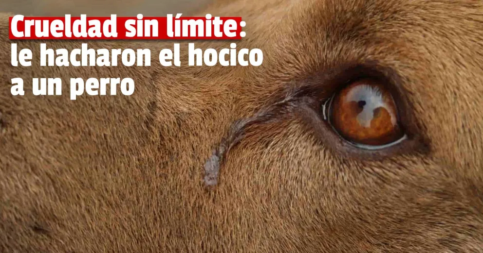 Le cortaron el hocico a un perro de un hachazo