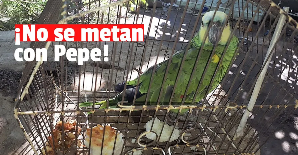 Un joven de 20 años terminó detenido por robar un loro