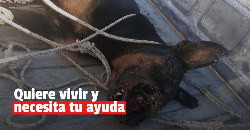 El perrito brutalmente atacado con un hacha lucha por su vida y necesita ayuda