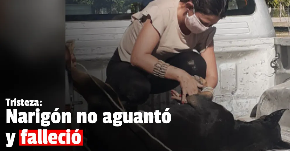 Murió Narigón, el perro al que le mutilaron el hocico