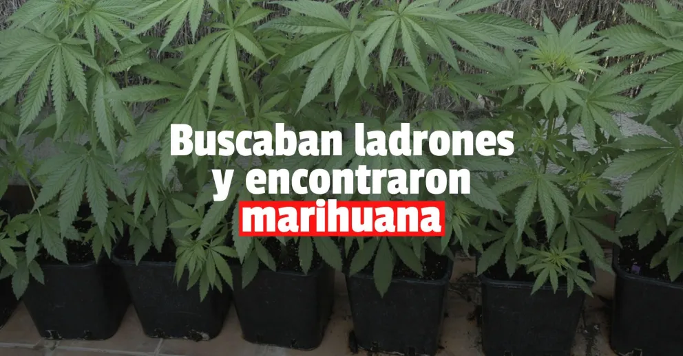 Buscando ladrones, la policía encontró grandes plantas de marihuana