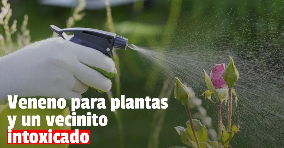 Un menor terminó intoxicado con un veneno que la vecina le echó a las plantas
