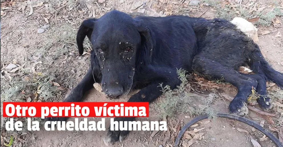 Un nuevo caso de maltrato animal indigna en Caucete
