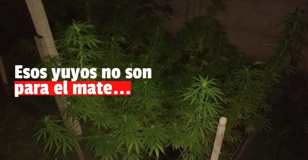 Fueron a buscar objetos robados y encontraron marihuana