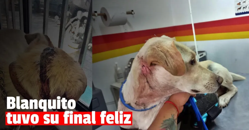 Lo quisieron degollar, se recuperó y consiguió un hogar