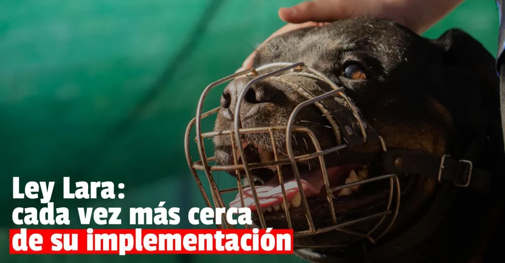 Ley Lara: el próximo martes anunciarán cuándo se pondrá en marcha