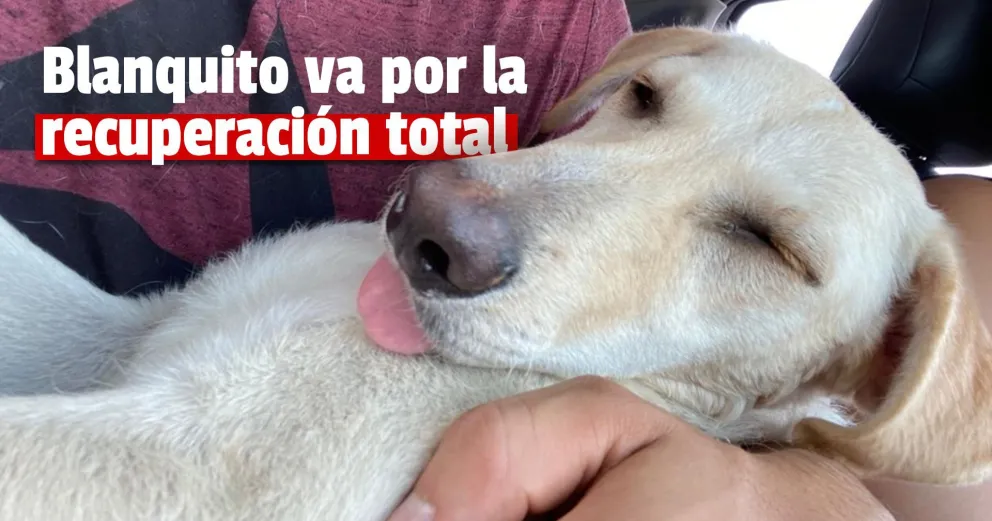 Blanquito el perrito que quisieron degollar será operado