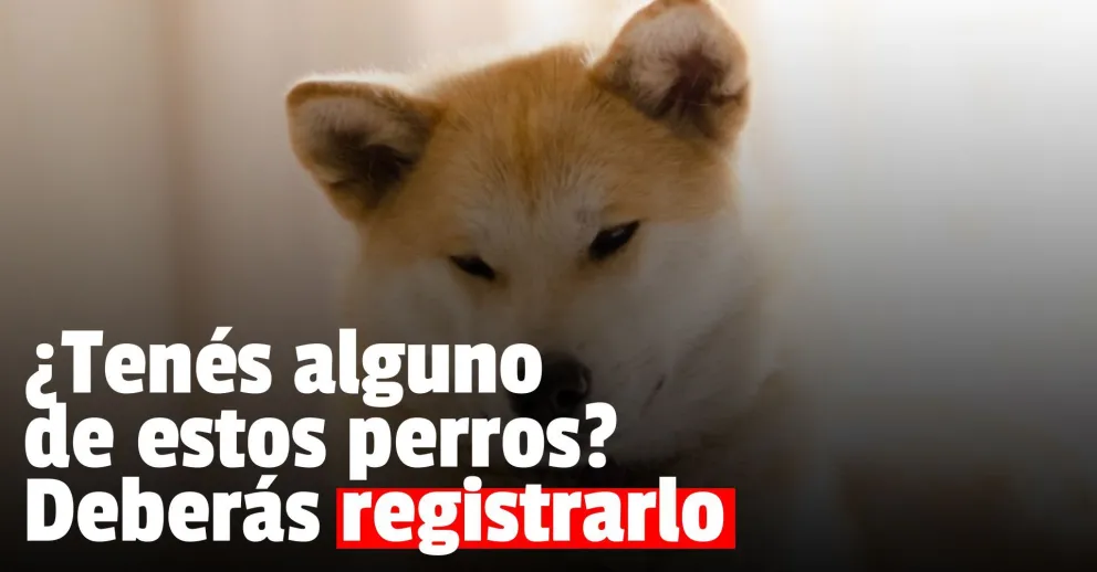 Estas son las razas denominadas potencialmente peligrosas