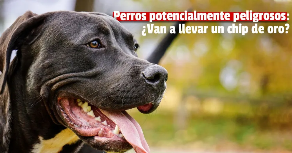 ¿Cuánto cuesta registrar un perro potencialmente peligroso?