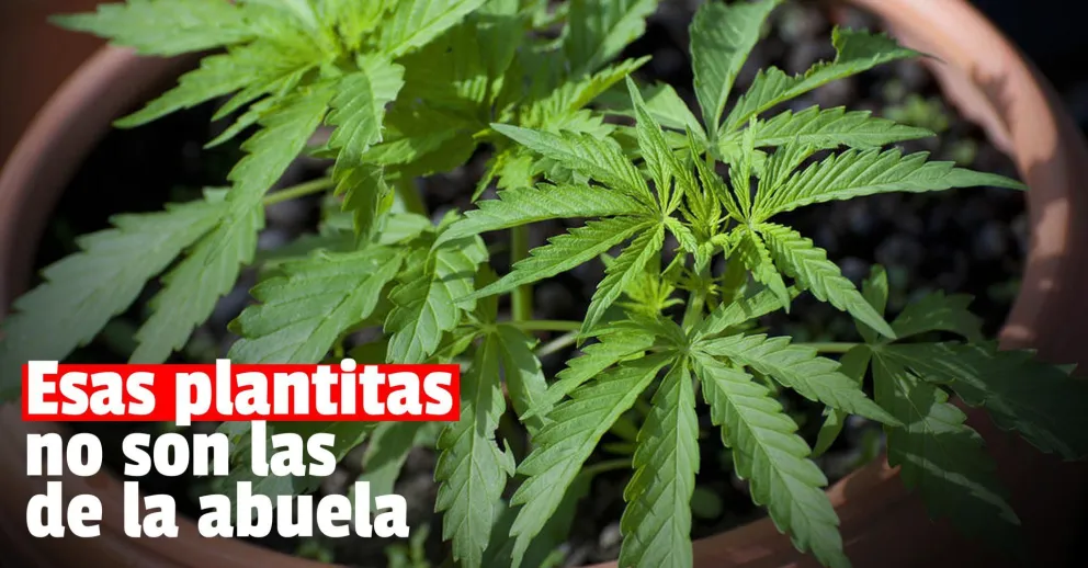 Allanaron una casa y encontraron marihuana debajo de una cama