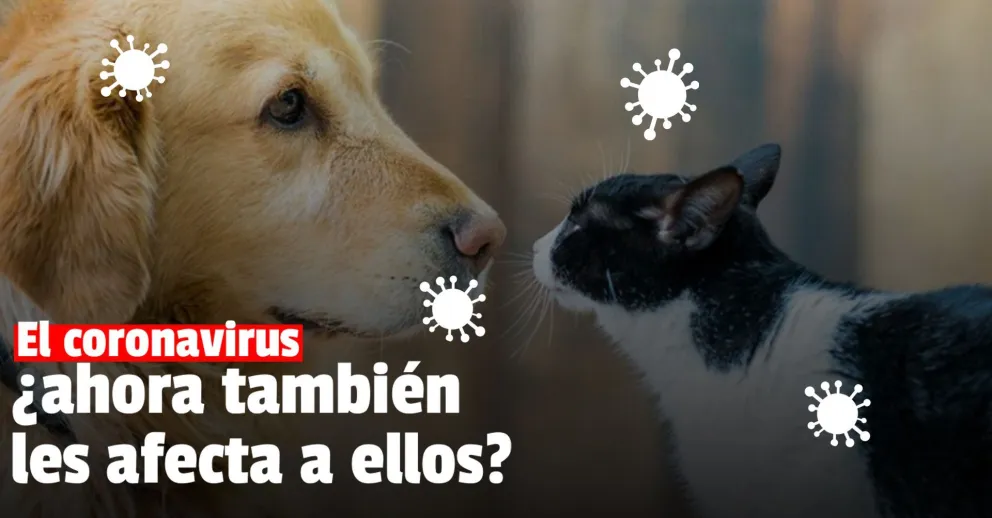 Afirman que la cepa británica del coronavirus puede afectar gravemente a perros y gatos