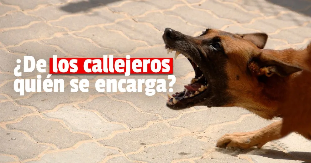 Un pequeño de 3 años sufrió graves heridas por la mordedura de un perro callejero