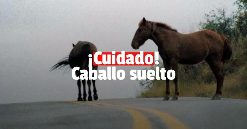 Otra vez un automovilista chocó contra un caballo en la ruta