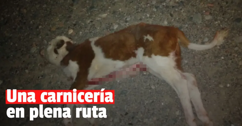 Detuvieron a un gendarme tras faenar un ternero en la Ruta 150