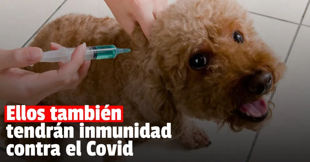 En Rusia aprobaron la primera vacuna contra el Covid para animales