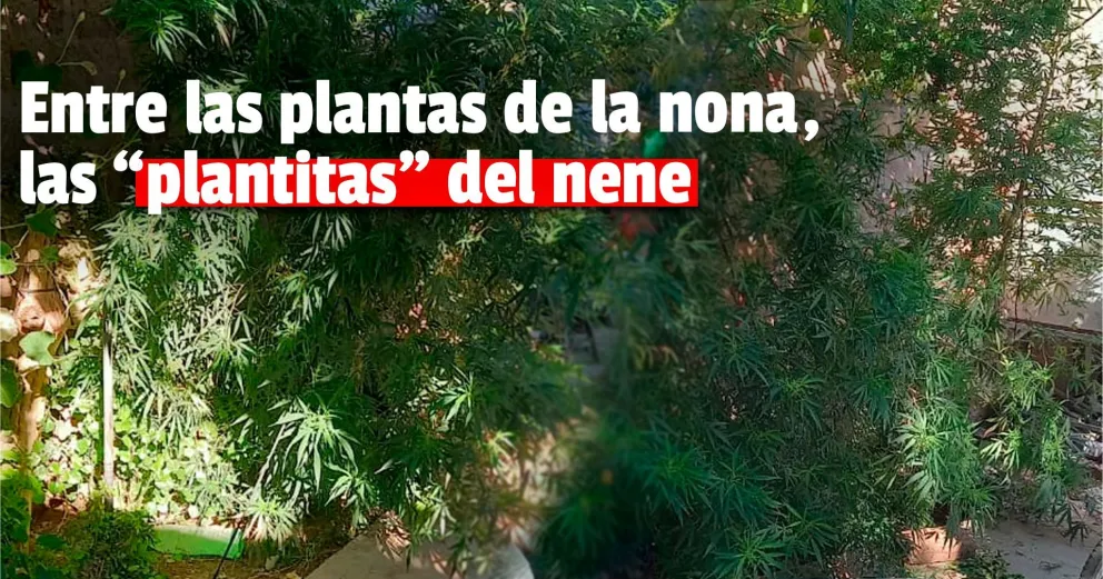 Rawson: buscaban elementos robados y encontraron plantas de marihuana