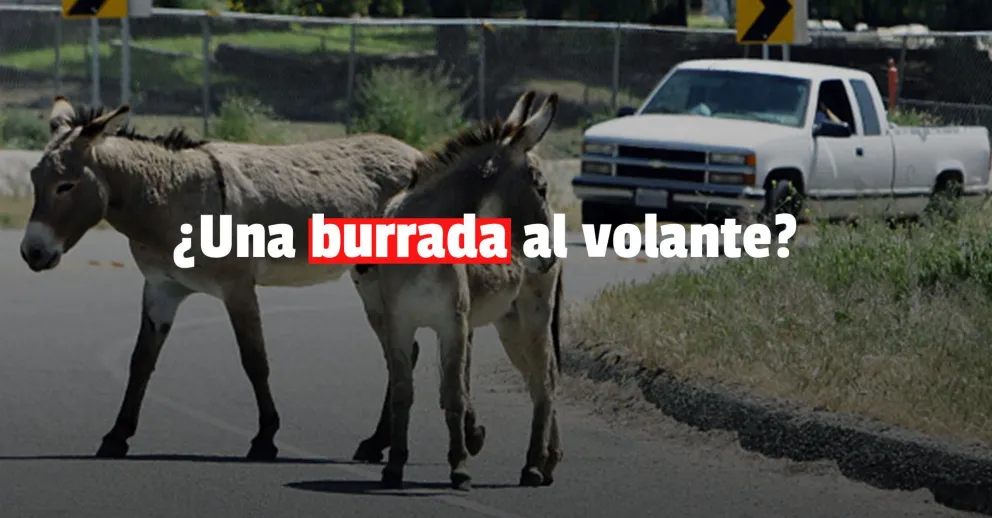 Atropelló a un burro en plena ruta y se salvó de milagro