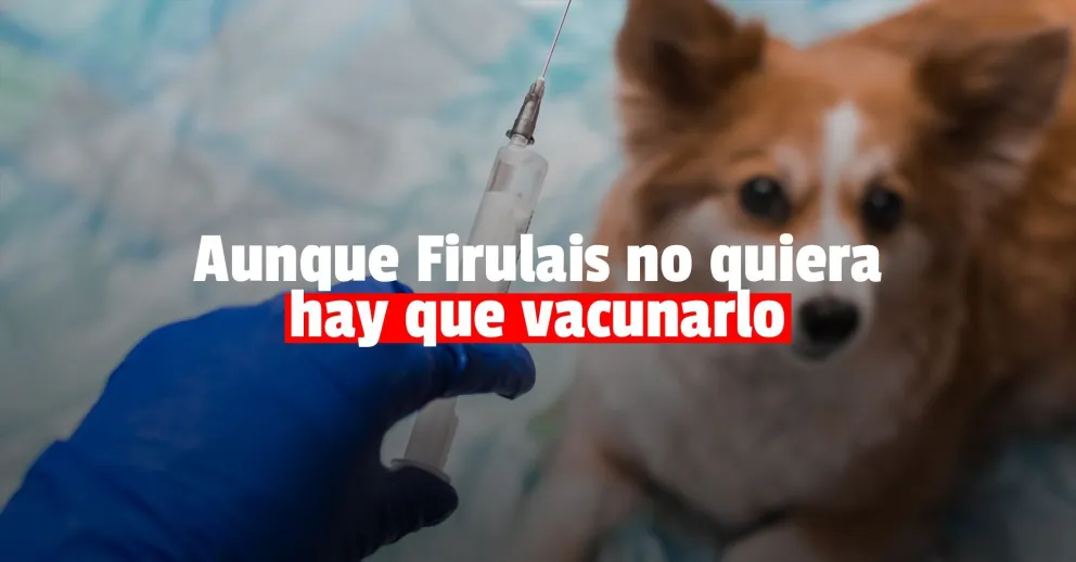 Vacunarán a las mascotas de Trinidad