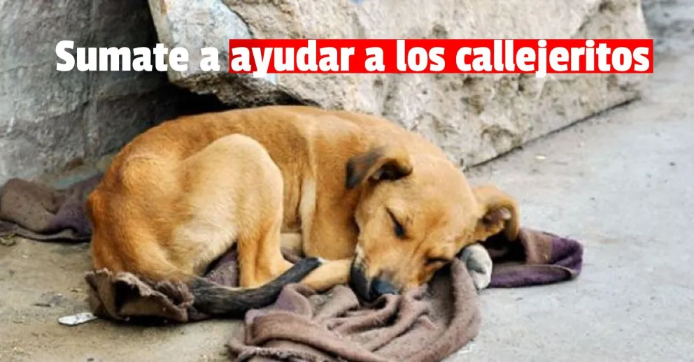 Proteccionistas buscan hacer cuchas con ecoladrillos para los callejeritos sanjuaninos