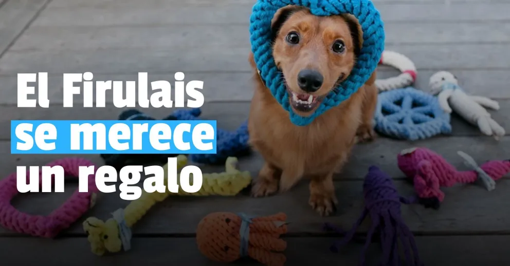 Por el Día del Animal, tiendas de mascotas ofrecerán descuentos y promociones durante abril