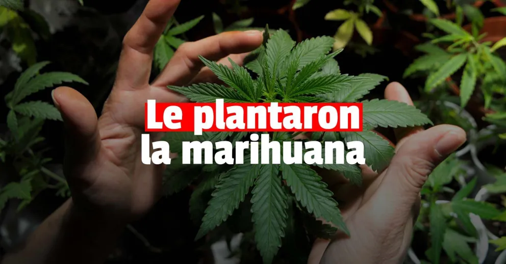 Una mujer encontró cuatro plantas de marihuana en el terreno donde estaba construyendo