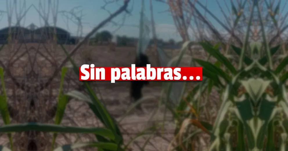 Encontró a un cachorro muerto colgando en un descampado y hay indignación en redes sociales