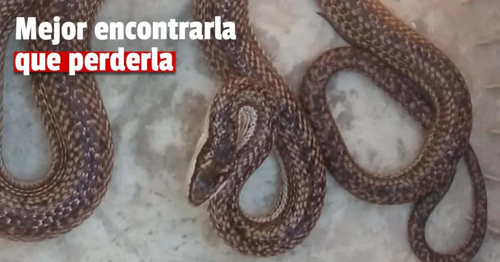 Ambiente: se labraron siete actas de infracción y fueron rescatadas 17 aves