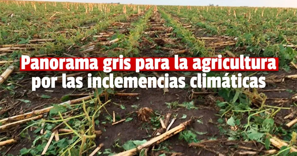 Preocupante: declararon la emergencia agropecuaria nacional para San Juan