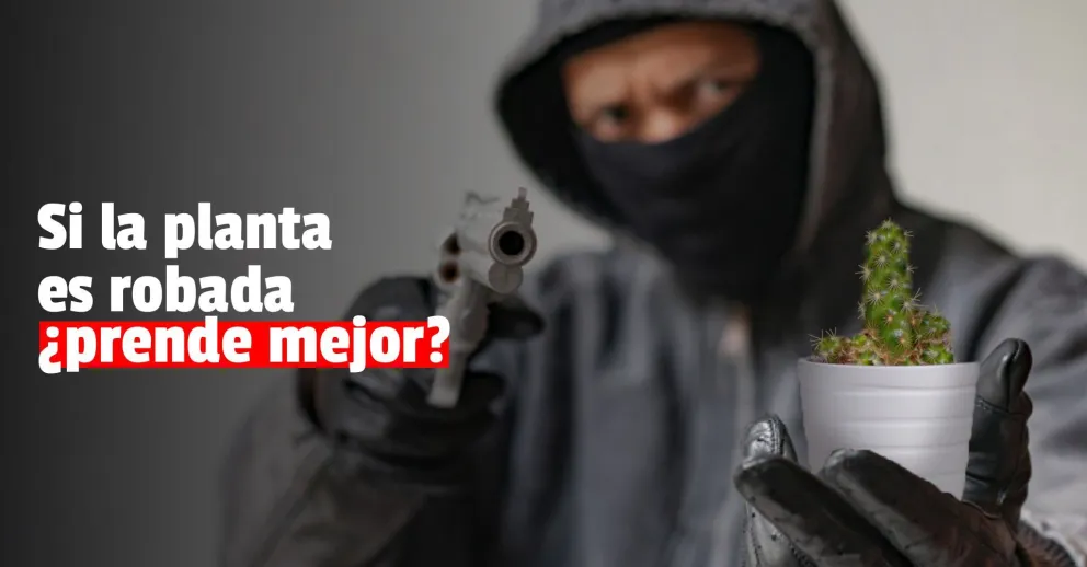 Detuvieron a un hombre por robarse las pencas de una casa