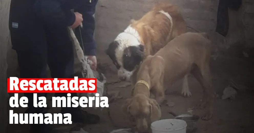 Rescataron a dos perras de un criadero clandestino