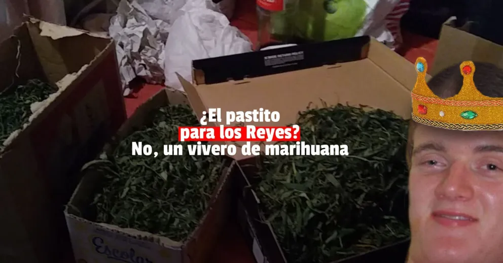 En medio de un allanamiento encontraron una gran cantidad de plantas de marihuana