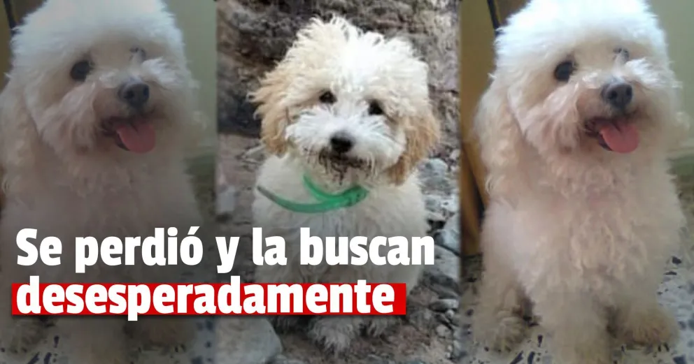 Buscan a Flopy, una perrita que está desaparecida hace una semana