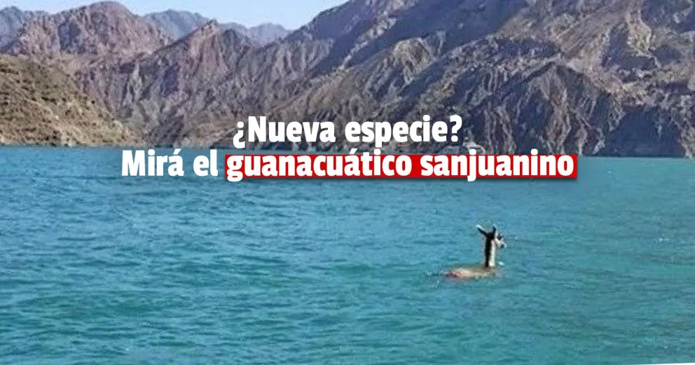 La insólita imagen tomada en el dique Punta Negra que captó un ingeniero