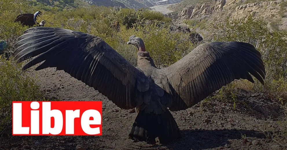 Tres cóndores andinos volvieron a la libertad