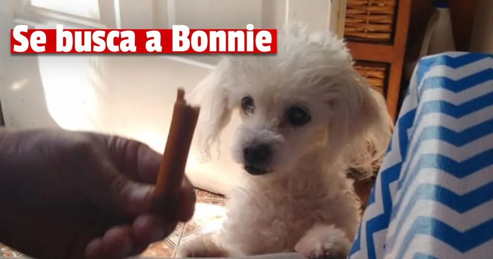 Denunció que el peluquero canino le perdió su perrita: "Supuestamente la perdió en el camino"
